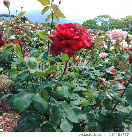 A single red rose in a rose garden 114481757