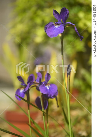 Irises shining in the spring sunshine 114481804