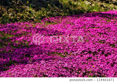 A carpet of moss pinks 114481871