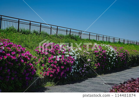 Azaleas arranged like dumplings 114481874