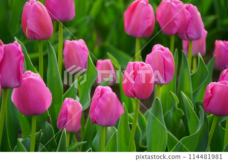 Pink is cute tulip Pink is cute tulip 114481981