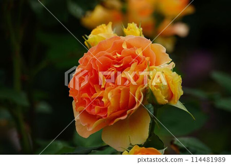A distinctive rose A distinctive rose 114481989