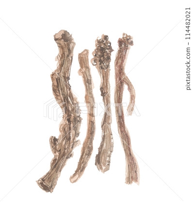 Watercolor drawing of Isatis Root, the root of Narrow-leafed Japanese laurel 114482021