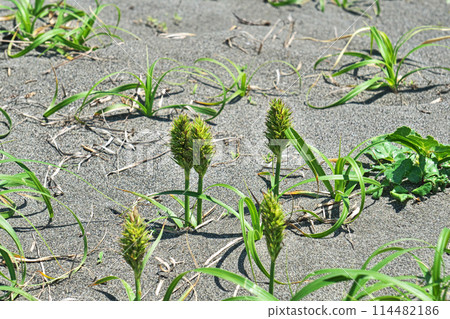 Female flowers of Kobomugi (spring, May) 114482186