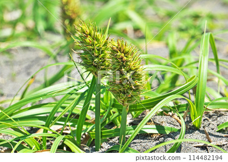 Female flowers of Kobomugi (spring, May) Female flowers of Kobomugi (spring, May) 114482194
