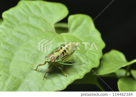 植物葉子上的草蟬昆蟲特寫 植物葉子上的草蟬昆蟲特寫 114482384