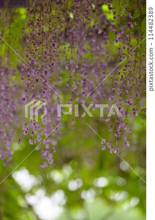 Fuji flower and fresh green 114482389