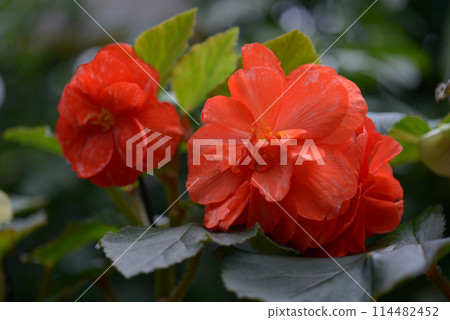 Begonia 114482452
