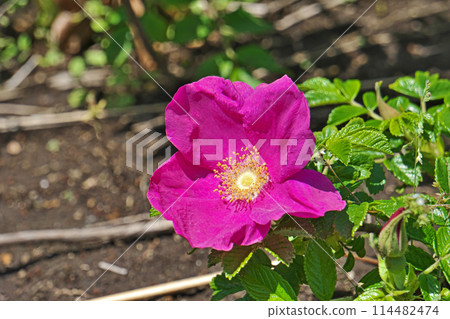 Red rose flower (spring, May) 114482474