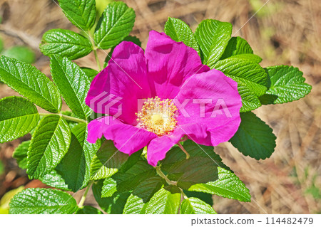 Red rose flower (spring, May) 114482479