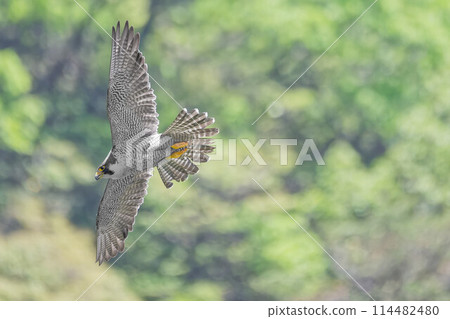 Flying scene of falcon flying in fresh green background 114482480