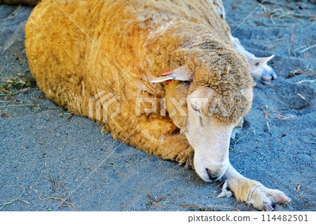 Sheep (Corriedale breed) at Maruyama Zoo, Sapporo 114482501