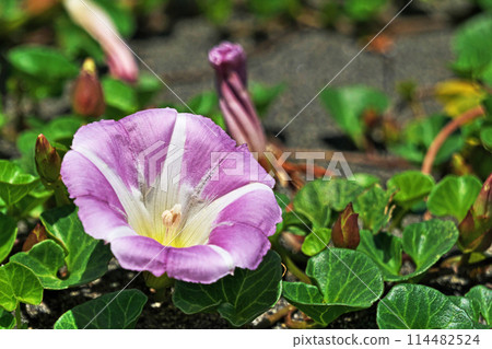 Sea Bindweed Flowers Blooming on the Sandy Beach (Spring, May) 114482524