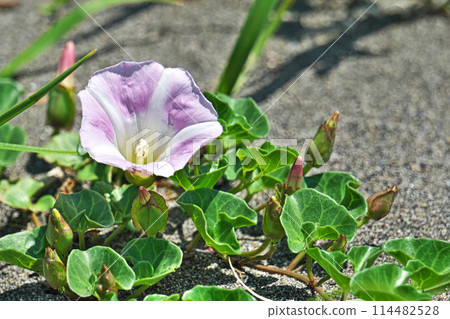沙灘上盛開的空心菜花（春季、五月） 114482528