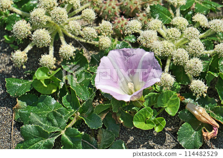 Sea Bindweed Flowers Blooming on the Sandy Beach (Spring, May) 114482529
