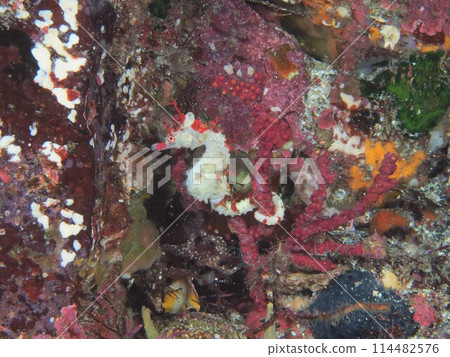 Hanatatsu Hanatatsu 114482576