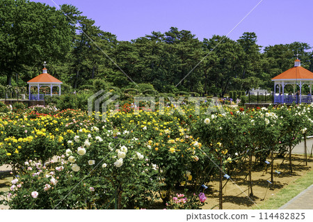 Gazebo and rose garden Gazebo and rose garden 114482825