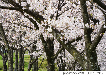 Cherry blossoms with prominent branches Cherry blossoms with prominent branches 114482942