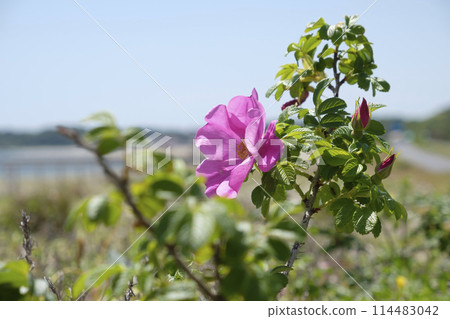 Rugosa flowers on the beach in early summer 114483042