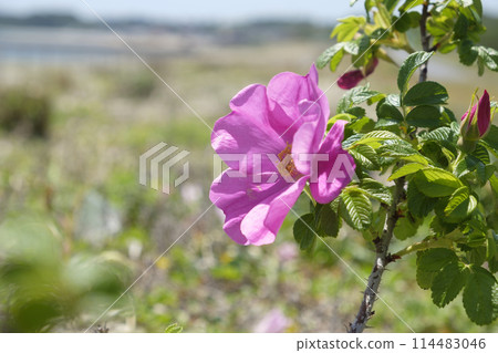 Rugosa flowers on the beach in early summer Rugosa flowers on the beach in early summer 114483046