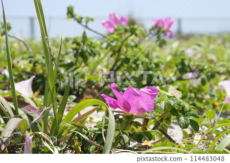 Rugosa flowers on the beach in early summer Rugosa flowers on the beach in early summer 114483048