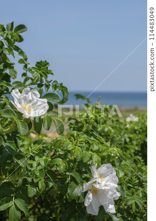 初夏海灘上的赫曼努斯花 114483049