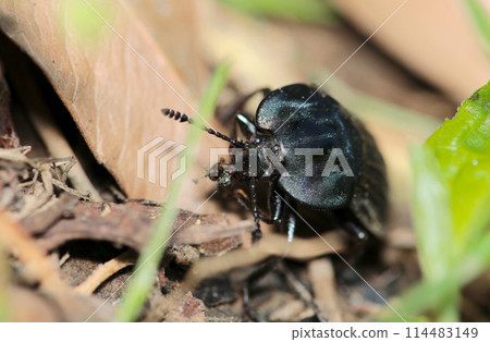 A black giant carpenter beetle eating an insect corpse (natural light + macro close-up photo) 114483149