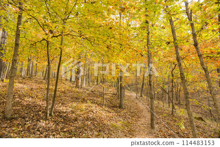 Sunny view of the beautiful fall color of Hobbs State Park-Conservation Area Sunny view of the beautiful fall color of Hobbs State Park-Conservation Area 114483153