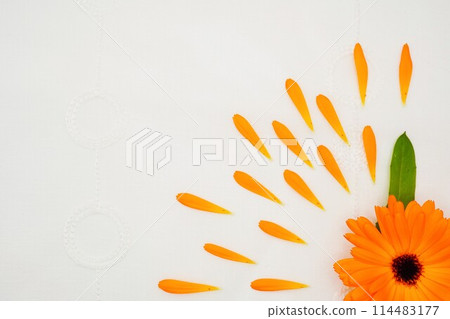 A vibrant and vibrant image of orange calendula flowers arranged on a white background 114483177