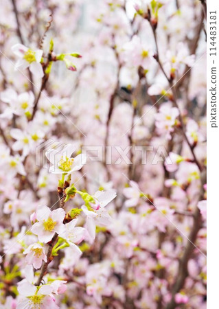 一棵小 Keiogi 櫻花樹的樹枝上的花朵特寫,盛開,垂直 一棵小 Keiogi 櫻花樹的樹枝上的花朵特寫,盛開,垂直 114483181