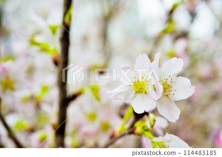 A close-up of the lovely Keiozakura flowers in full bloom 114483185