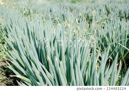 Light-colored spring onions growing in the field 114483224