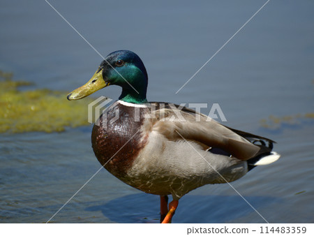 Male of Mallard 114483359