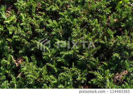綠色植物 綠色植物 114483365