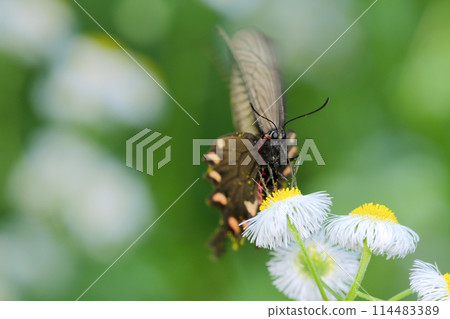 美麗的雌性麝香燕尾蝴蝶盤旋在明亮的春天草地上,從寧靜的地方吸食花蜜(自然光+長焦微距) 美麗的雌性麝香燕尾蝴蝶盤旋在明亮的春天草地上,從寧靜的地方吸食花蜜(自然光+長焦微距) 114483389