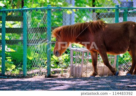 Shetland Pony (Miniature Pony) Sapporo City Maruyama Zoo Children's Zoo Shetland Pony (Miniature Pony) Sapporo City Maruyama Zoo Children's Zoo 114483392