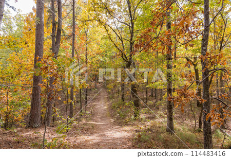 Sunny view of the beautiful fall color of Hobbs State Park-Conservation Area 114483416