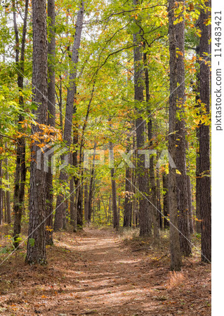 Sunny view of the beautiful fall color of Hobbs State Park-Conservation Area 114483421