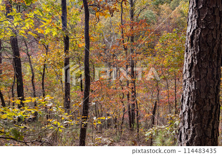 Sunny view of the beautiful fall color of Hobbs State Park-Conservation Area 114483435