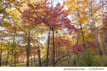 Sunny view of the beautiful fall color of Hobbs State Park-Conservation Area 114483447