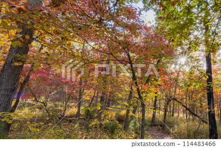 Sunny view of the beautiful fall color of Hobbs State Park-Conservation Area 114483466