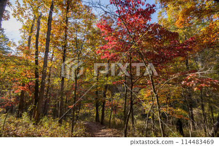 Sunny view of the beautiful fall color of Hobbs State Park-Conservation Area 114483469