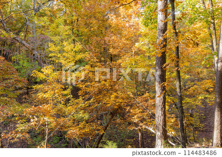 Sunny view of the beautiful fall color of Hobbs State Park-Conservation Area Sunny view of the beautiful fall color of Hobbs State Park-Conservation Area 114483486