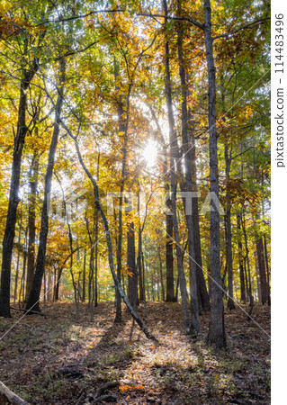 Sunny view of the beautiful fall color of Hobbs State Park-Conservation Area 114483496