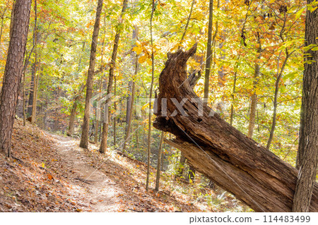 Sunny view of the beautiful fall color of Hobbs State Park-Conservation Area Sunny view of the beautiful fall color of Hobbs State Park-Conservation Area 114483499