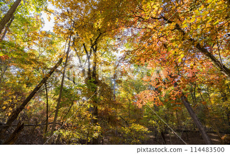 Sunny view of the beautiful fall color of Hobbs State Park-Conservation Area Sunny view of the beautiful fall color of Hobbs State Park-Conservation Area 114483500