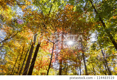 Sunny view of the beautiful fall color of Hobbs State Park-Conservation Area Sunny view of the beautiful fall color of Hobbs State Park-Conservation Area 114483519