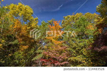 Sunny view of the beautiful fall color of Hobbs State Park-Conservation Area 114483526