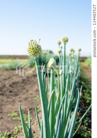 Rural scenery with spring onion flowers blooming 114483527