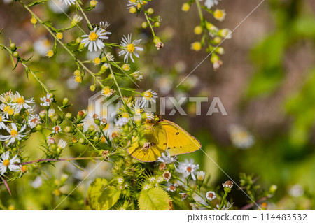 Close up shot of a yellow butterfly Close up shot of a yellow butterfly 114483532